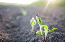 生物菌肥使用7字口诀,**不浪费_农技课堂_农业资讯_大农网