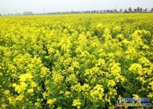 湖南省机械化农业生产_全国热点_农业资讯_大农网