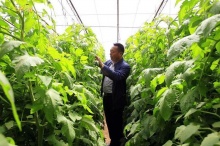 灵武兴旺村:沙地蔬菜致富农民_农网视角_农业资讯_大农网