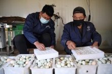 "90后新农人"的返乡致富路_农网视角_农业资讯_大农网