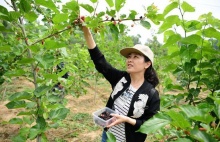 安徽肥西:蚕桑产业助力乡村振兴_农网视角_农业资讯_大农网