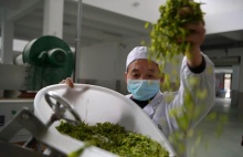 湖北恩施:专业合作社托起茶农增收梦_农网视角_农业资讯_大农网