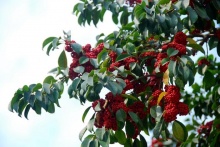 供应熊胆木苗和铁冬青苗示范场 广西荷木苗与相思苗产地_农产品_供应_